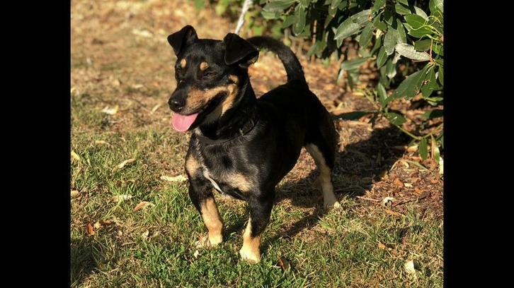 Ter dekking Jack Russel black and Tan, Dieren en Toebehoren, Honden | Dekreuen, Reu, Particulier, Eén hond, Nederland, 3 tot 5 jaar