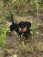Teckel  kaninchen black and tan aangeboden voor dekking, Rabiës (hondsdolheid), Reu, Eén hond, 3 tot 5 jaar
