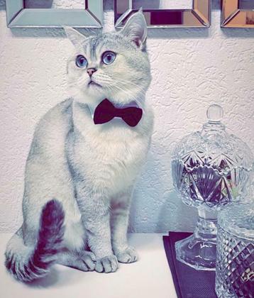 Britse korthaar DEKKATER,  Silver Tipped met blauwe ogen.  beschikbaar voor biedingen