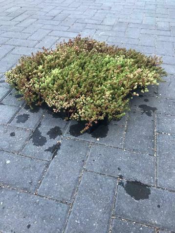 Zelf een groen dak of sedum dak aanleggen