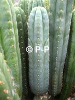 San Pedro Cactussen- DE ECHTE ! - Trichocereus pachanoi