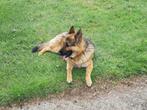 TER DEKKING: Duitse herder reu met veel ervaring., Dieren en Toebehoren, Particulier, 3 tot 5 jaar, Reu, Nederland