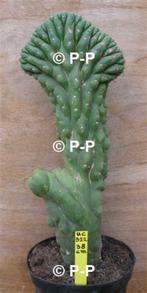 Unieke San Pedro Cactussen ! Kamvormen , Monstervormen
