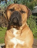 Bullmastiff dekreu bumper, Dieren en Toebehoren, Particulier, Rabiës (hondsdolheid), 1 tot 2 jaar, Nederland