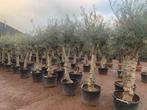 Olijfboom - Olea europaea met 40/50 cm stamomtrek te koop, Ophalen of Verzenden, 100 tot 250 cm, Olijfboom, Zomer
