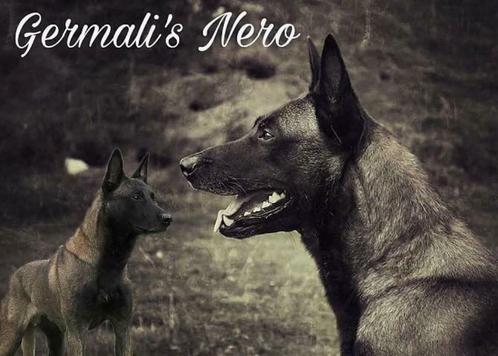 Ter Dekking Mechelse Herder dekreu Germali's Nero - NL Kamp, Dieren en Toebehoren, Honden | Dekreuen, Reu, Fokker | Hobbymatig