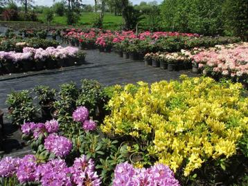 Rhododendron uit eigen kwekerij    .  7,5 liter pot  beschikbaar voor biedingen