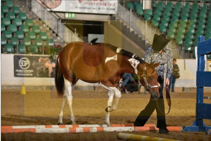 Western les en training, Diensten en Vakmensen, Dieren | Paarden | Verzorging, Oppas en Les, Gedragstraining, Paardrijles of Ponykampen