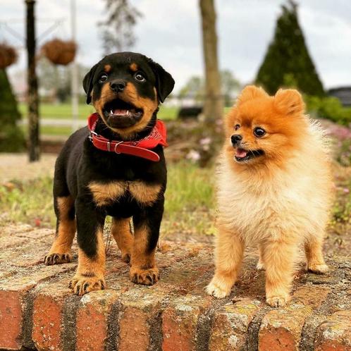 Mini pomeranian dekreu / Stamboom / Ervaren /, Dieren en Toebehoren, Honden | Dekreuen, Reu, Particulier, Eén hond, Nederland