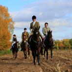 Allround equine services, Diensten en Vakmensen, Dieren | Paarden | Verzorging, Oppas en Les, Gedragstraining