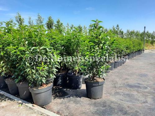 Haagplanten Laurier Portugese Laurier Haag Prunus Lusitanica, Tuin en Terras, Planten | Struiken en Hagen, Haag, Laurier, Ophalen of Verzenden