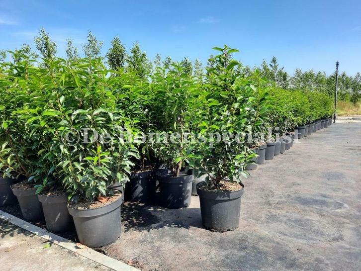 Haagplanten Laurier Portugese Laurier Haag Prunus Lusitanica, Tuin en Terras, Planten | Struiken en Hagen, Haag, Laurier, Ophalen of Verzenden