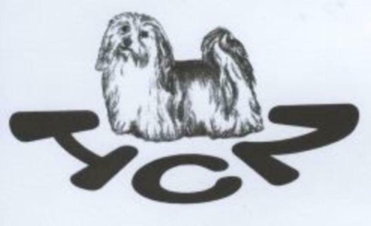Een havanezer koopt u via de rasvereniging, Dieren en Toebehoren, Honden | Chihuahua's en Gezelschapshonden, Teef, Handelaar, Meerdere