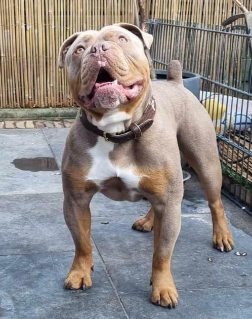 Schitterende lilac dekreu, Dieren en Toebehoren, Honden | Dekreuen, Reu, Fokker | Professioneel, Eén hond, Nederland, 3 tot 5 jaar