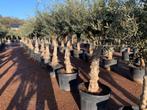 Olijfboom - Olea europaea met 40/50 cm stamomtrek te koop, Ophalen of Verzenden, 100 tot 250 cm, Olijfboom, Zomer