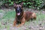 Crespo donker rode Mechelaar , Mechelse herder, Rabiës (hondsdolheid), Reu, Eén hond, 3 tot 5 jaar