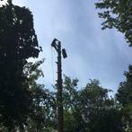 boom kappen . Boom rooien . Boom verwijderen, Tuinonderhoud of Snoeiwerk