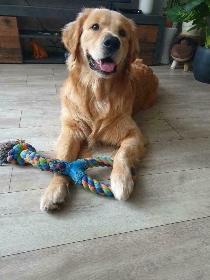 Golden retriever Dekreu, Dieren en Toebehoren, Honden | Dekreuen, Reu, Particulier, Eén hond, Buitenland, 1 tot 2 jaar