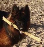 Langhaar Duitse herder , Diego vom Borniger-Dreieck met FCI, Dieren en Toebehoren, Rabiës (hondsdolheid), Reu, 1 tot 2 jaar, Eén hond