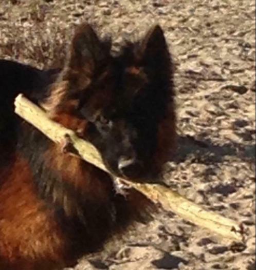 Langhaar Duitse herder , Diego vom Borniger-Dreieck met FCI, Dieren en Toebehoren, Honden | Dekreuen, Reu, Particulier, Eén hond