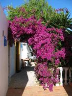 Spotgoedkope landelijk gelegen vakantiehuizen in de Algarve