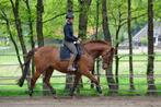 Paardrijlessen, training en hulp bij problemen, Diensten en Vakmensen, Dieren | Paarden | Verzorging, Oppas en Les, Paardrijles of Ponykampen