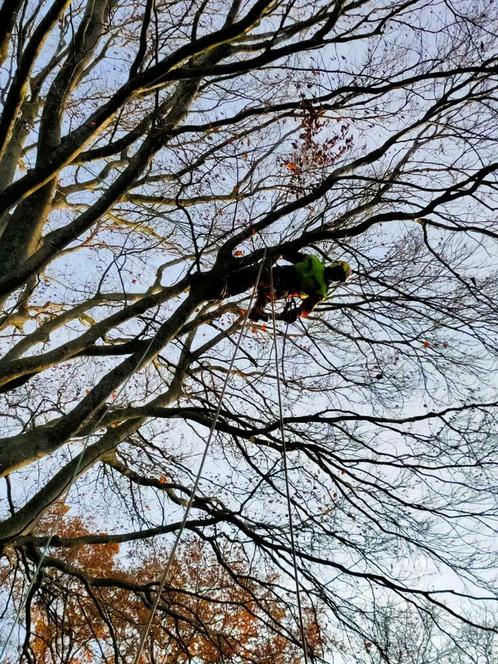 Boomrooierij Oving voor snoeien, kappen en hout handel, Diensten en Vakmensen, Tuinmannen en Stratenmakers, Tuinonderhoud of Snoeiwerk