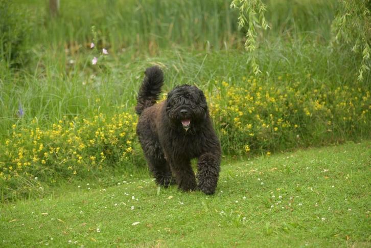 bouvier reu ter dekking . Niet te koop!, Dieren en Toebehoren, Honden | Dekreuen, Reu, Fokker | Hobbymatig, Eén hond, Buitenland