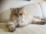 Golden shaded Britse langhaar dekkater (niet te koop), Dieren en Toebehoren, Katten en Kittens | Dekkaters