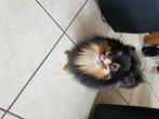 kleine pomeriaan dekreutje, Reu, 1 tot 2 jaar, Eén hond, Nederland