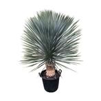 Yucca rostrata "Superior" in alle afmetingen. Topkwaliteit.