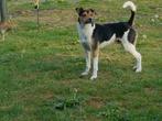 Dekreu spike 100% boerenfox staat ter dekking ! !, Dieren en Toebehoren, Reu, 1 tot 2 jaar, Eén hond, Nederland