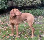 Kerngezonde, lieve en mooie Vizsla dekreu, Particulier, Rabiës (hondsdolheid), Reu, 1 tot 2 jaar
