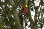 Beveiligd klimmend boom verzorgen, kappen en rooien, Tuinonderhoud of Snoeiwerk