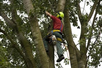 Beveiligd klimmend boom verzorgen, kappen en rooien 