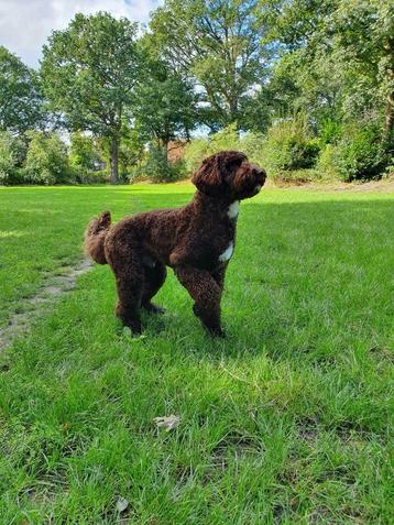 Australian labradoodle dekreu