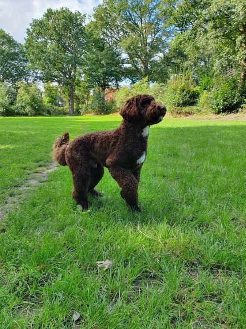 Australian labradoodle dekreu, Dieren en Toebehoren, Honden | Dekreuen, Reu, Particulier, Meerdere, Nederland, 1 tot 2 jaar