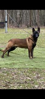 Kenzo staat ter dekking knpv dekreu, Rabiës (hondsdolheid), Reu, 1 tot 2 jaar, Eén hond