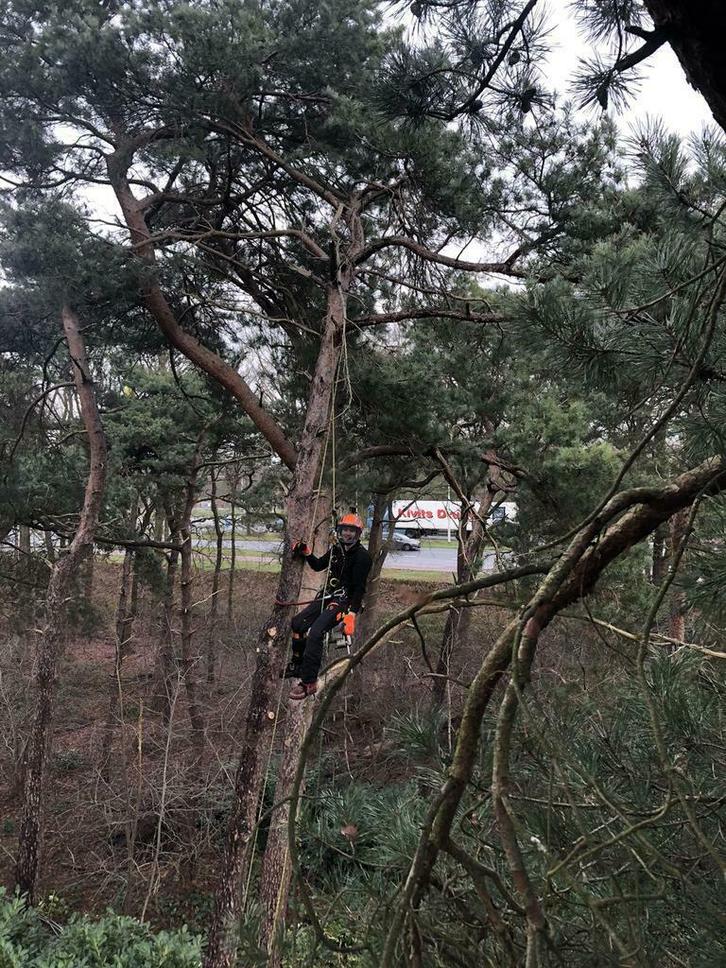 Boom snoeien of rooien? Vraag om een vrijblijvende offerte!, Diensten en Vakmensen, Tuinmannen en Stratenmakers, Tuinonderhoud of Snoeiwerk