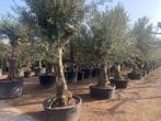 Olijfbomen - Olijfboom 60/80 cm stamomtrek Old Skin te koop, Tuin en Terras, Planten | Bomen, Ophalen of Verzenden, Olijfboom
