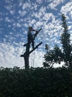 Boomverzorging/Bomen snoeien/Bomen verwijderen/Bomen kappen, Tuinonderhoud of Snoeiwerk