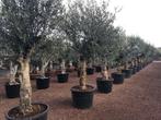 Olijfboom , (Olea europaea) 40/60 cm stamomtrek te koop, Tuin en Terras, Olijfboom, Winter, Verzenden, 100 tot 250 cm