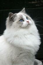 Ter dekking: Ragdoll Blue Bicolor dekkater met stamboom!, 0 tot 2 jaar