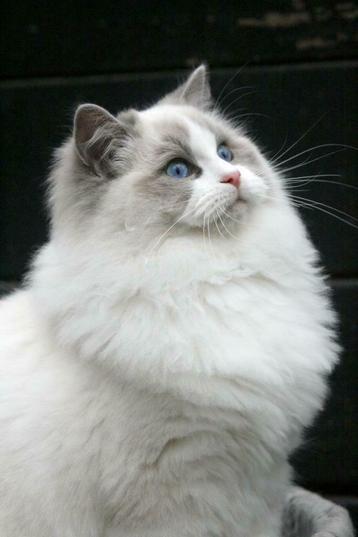 Ter dekking: Ragdoll Blue Bicolor dekkater met stamboom! beschikbaar voor biedingen