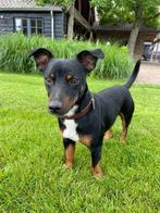 Jack Russel Black and Tan DEKREU, Reu, CDV (hondenziekte), 1 tot 2 jaar, Eén hond