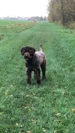 Labradoodle dekreu, Dieren en Toebehoren, Rabiës (hondsdolheid), Reu, Eén hond, 3 tot 5 jaar