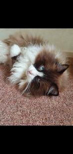 Seal mink en red mink ragdoll dekkater met stamboom