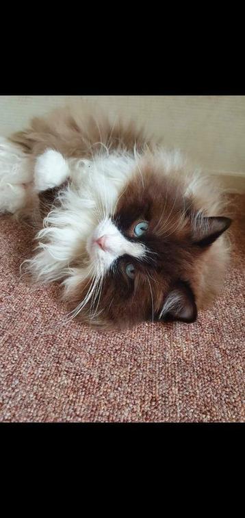 Seal mink en red mink ragdoll dekkater met stamboom  beschikbaar voor biedingen