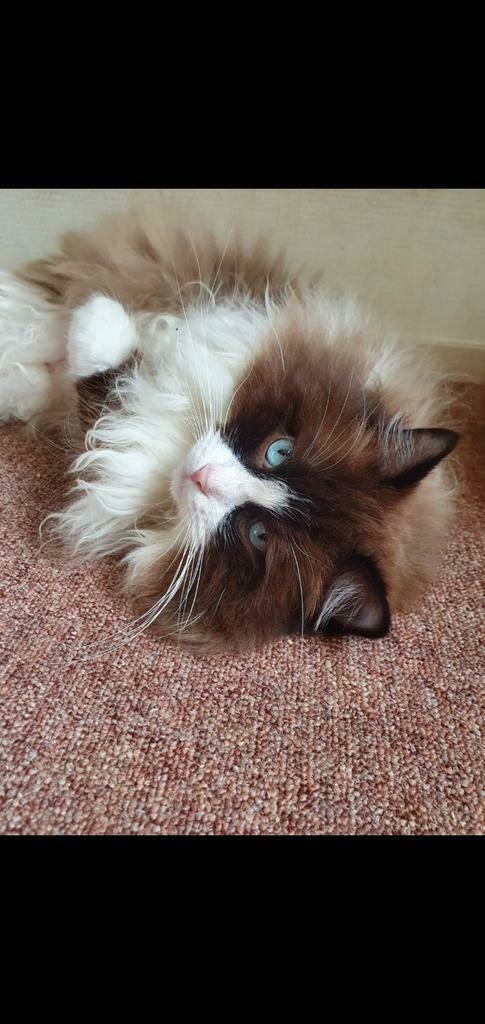Seal mink en red mink ragdoll dekkater met stamboom, Dieren en Toebehoren, Katten en Kittens | Dekkaters