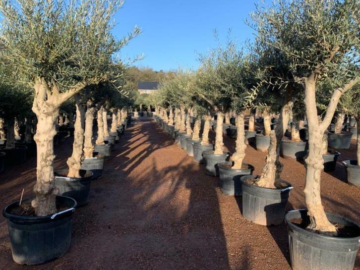 Olijfboom - Olea europaea met 40/50 cm stamomtrek te koop, Tuin en Terras, Planten | Bomen, Olijfboom, 100 tot 250 cm, Volle zon
